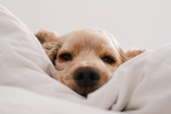 connor-home-5tauz4uFeDo-unsplash connor-home-5tauz4uFeDo-unsplash